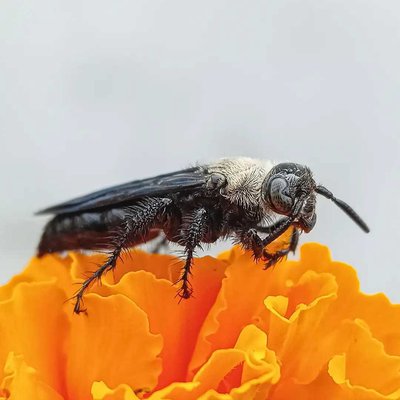Scollid wasp