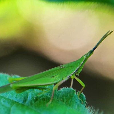 Acrida cinerea.