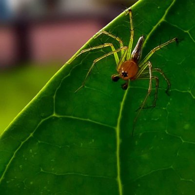 🕷️🕷️🕸️🕸️