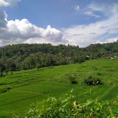 Pemandangan Sawah Yang Hijau