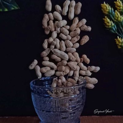 Kacang Tanah