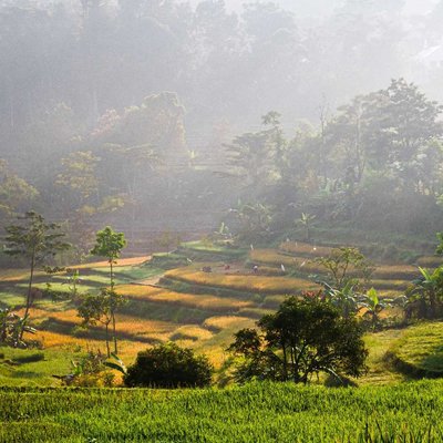persawahan