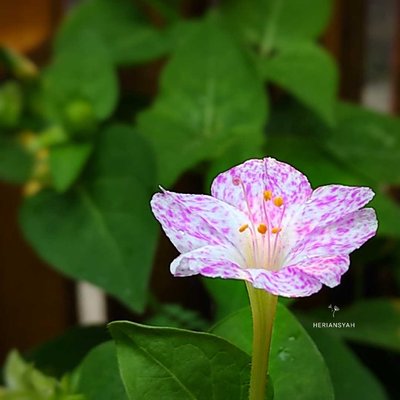 A Flower