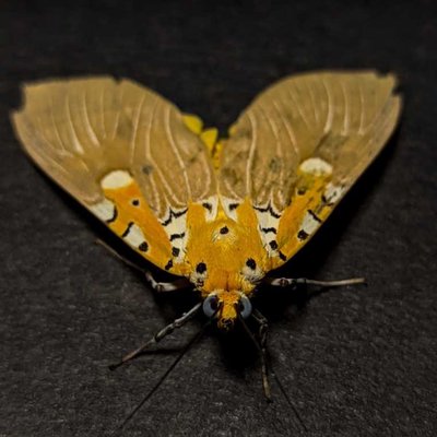 🦋