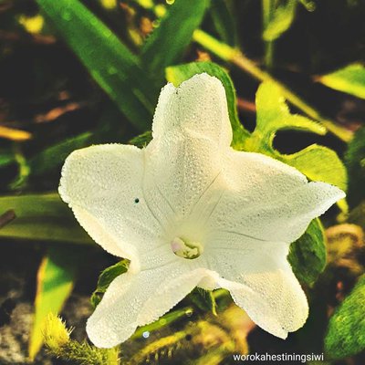 Thunbergia Fragrans- Nature