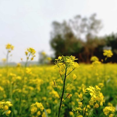 Nature Photography 
