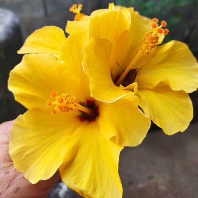 Flores de mi jardín 🌺