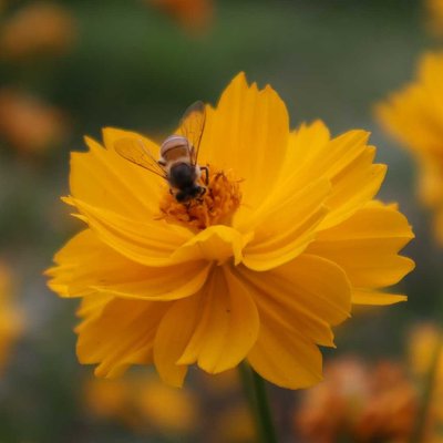 off to fulfill a dream..! 🐝🌻