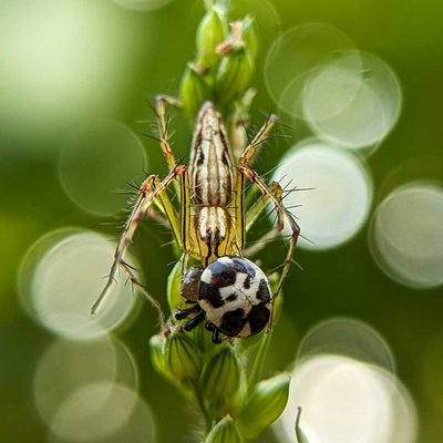 Lynx spider📸