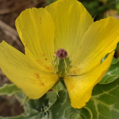 yellow flowers