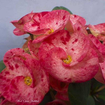 Euphorbia milii