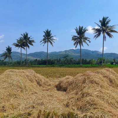 Sawah