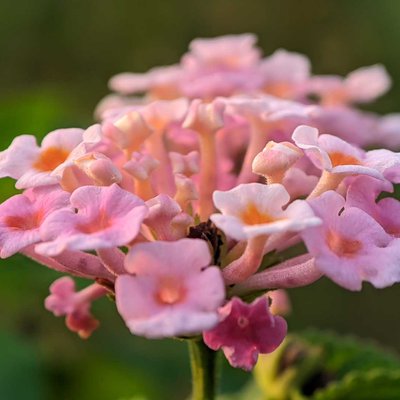 lantana