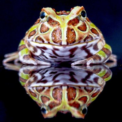 katak tanduk albino atau Pacman 