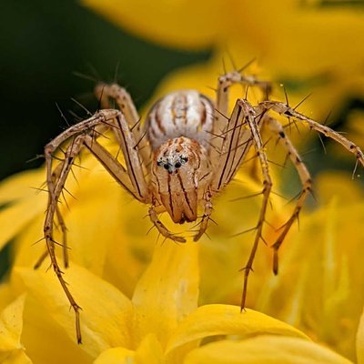 Lynx Spider 