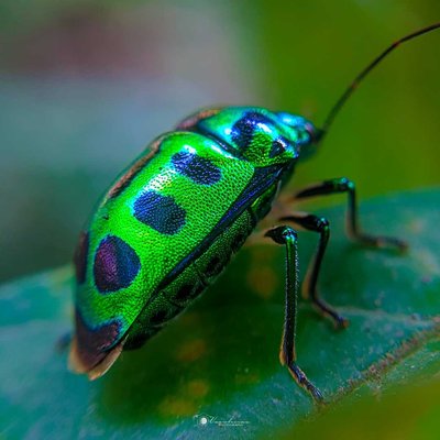 jewel bug 🐞