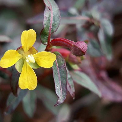 Ludwigia decurrens 
