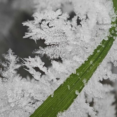 Beautiful frozen grass ❄️