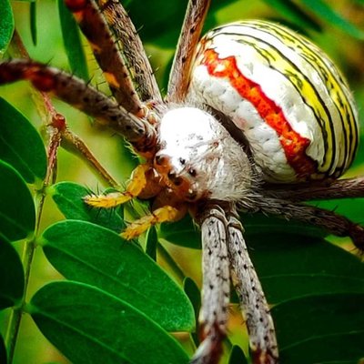Argiope Keyserling ( Spider )