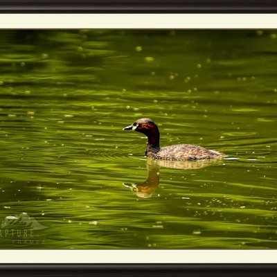 Little Grebe