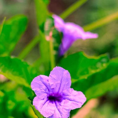 Ruellia tuberosa 