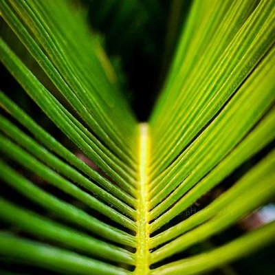 The Beautiful symmetry in nature 🌿