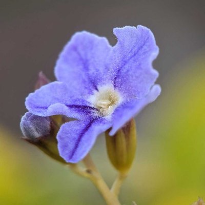 Duranta Erecta 