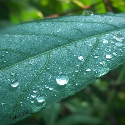 Tetesan embun di atas daun
