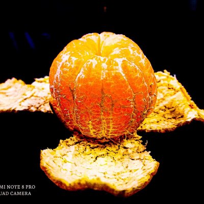 Orange 🍊 