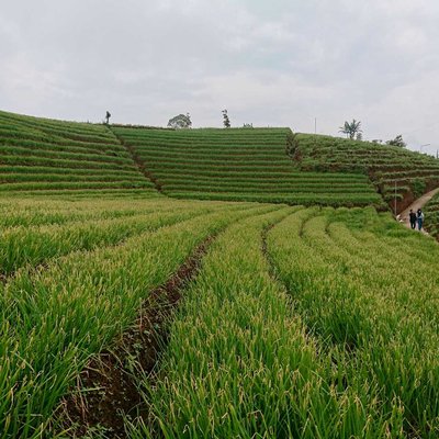 wisata terasering 