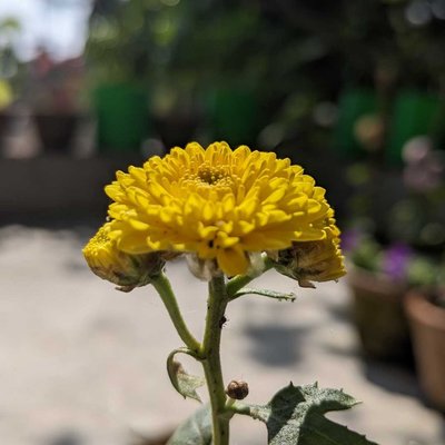 Dahlia Plant 
