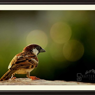 Sparrow
