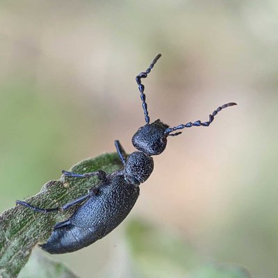 CYAENOLYTTA