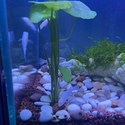 fish