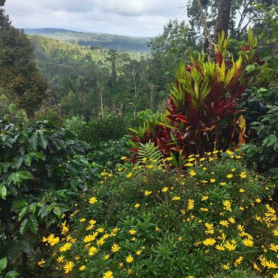 mountain view coffee plantation 