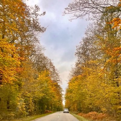 Forêt en automne