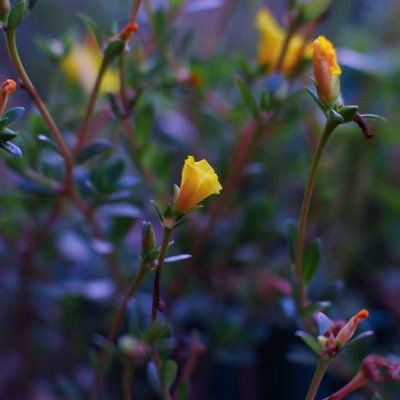PORTULACA-GRANDIFLORA-RED