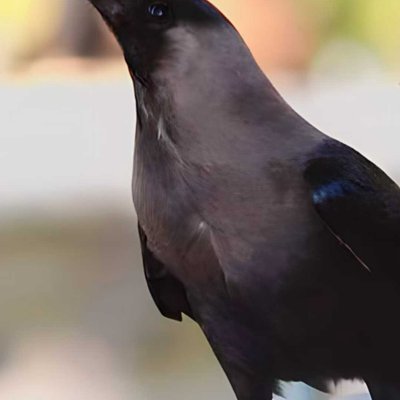 c for crow | arijit2000