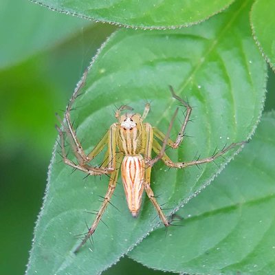 Oxyopes