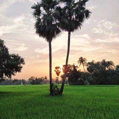 সবুজের মাঝে 🍃💚