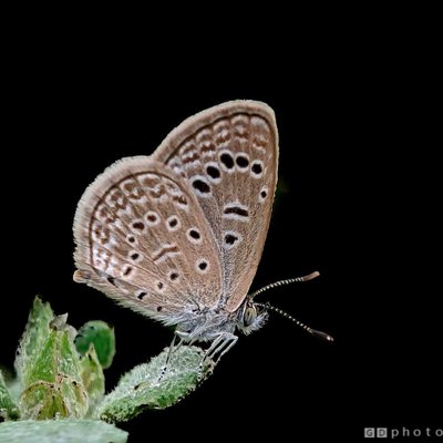 Pale Grass Blue Butterfly 