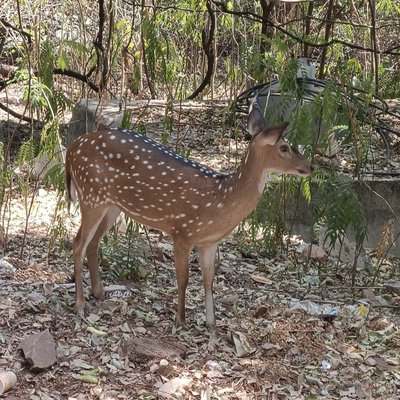 Deer park