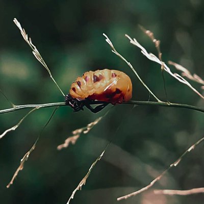 Beetle