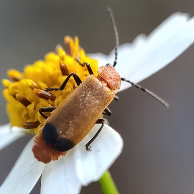 Rhagonycha fulva