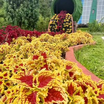 Bunga Miana (Coleus) 