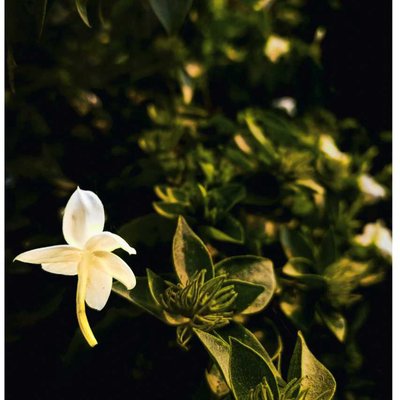 Captured a Falling Flower