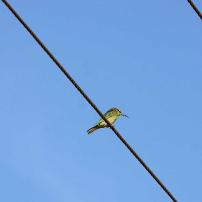 green bee eater.
