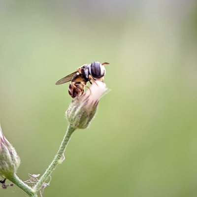 hoverfly