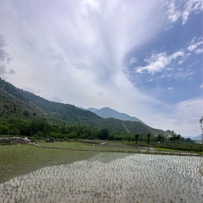 Rice Fields 