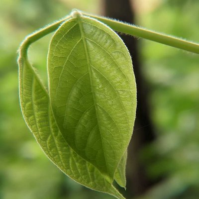 daun rumput